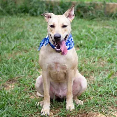 Furkids Thrift Store - Marietta, GA in Marietta, GA