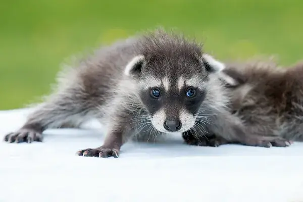 Greenwood Wildlife Thrift Shop in Boulder, CO