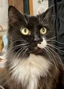 Safe Haven Humane Society's Vintage,Thrift, Antiques Shop in Wells, ME